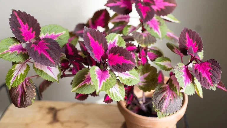 Green plants with special leaves