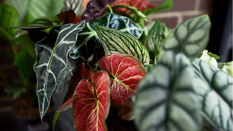 Green plants with special leaves