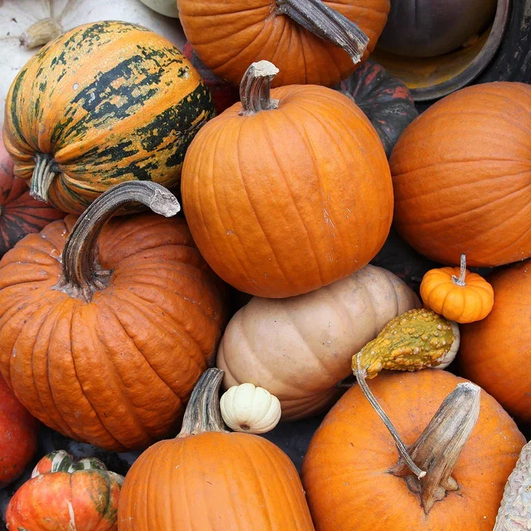 Decorate for Halloween with flowers and pumpkins