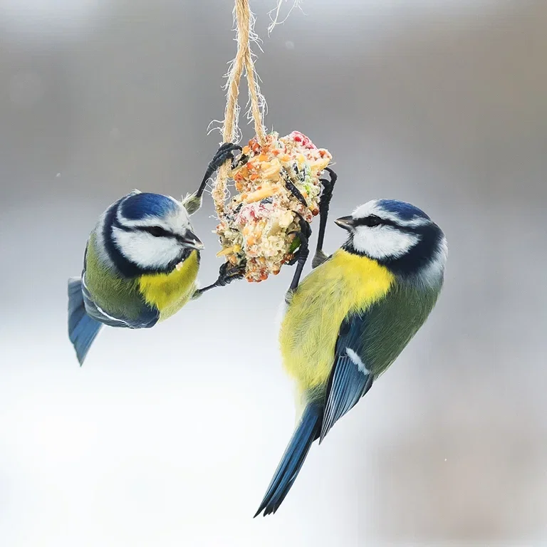 Bird food that gives joy