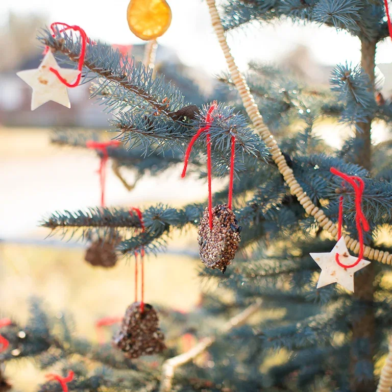 Bird food that gives joy