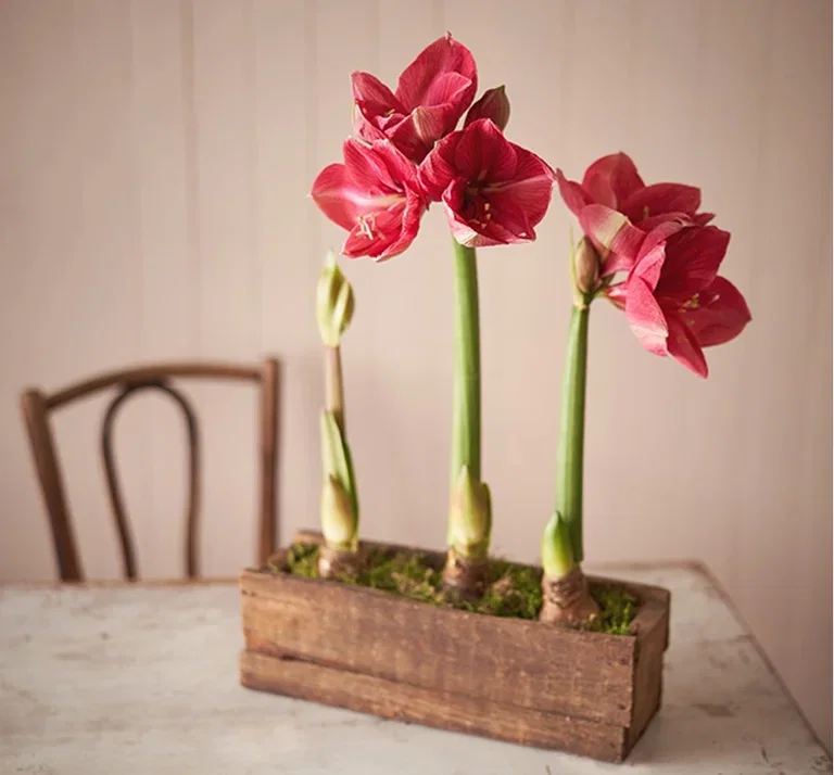 Create Your Own Christmas Arrangement