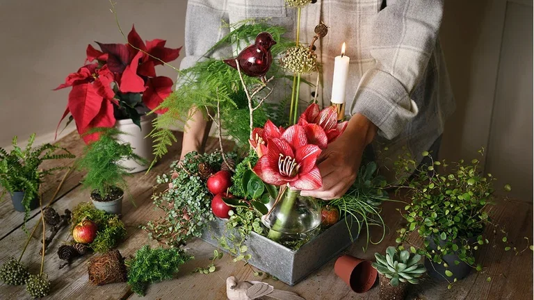 Christmas flowers that create a festive atmosphere
