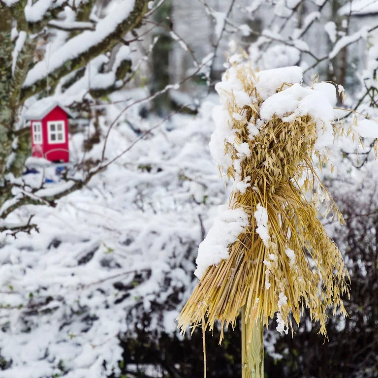 Bird food that gives joy