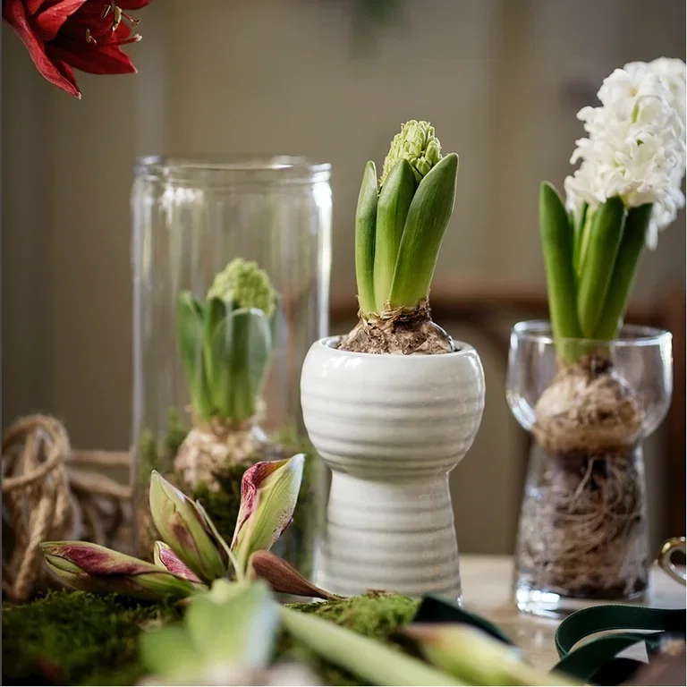 Give new life to Christmas flowers – repot or plant outdoors