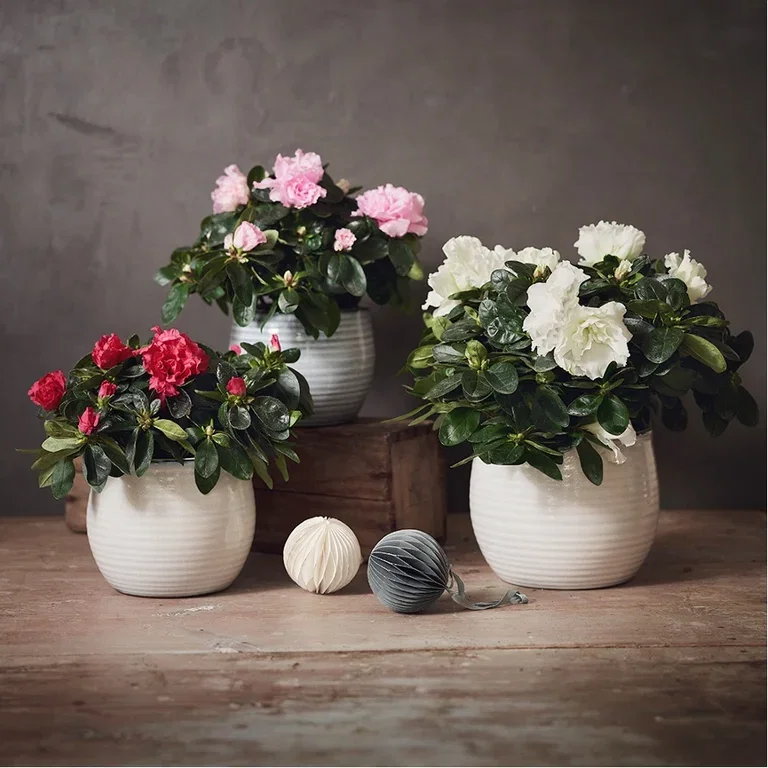 Give new life to Christmas flowers – repot or plant outdoors