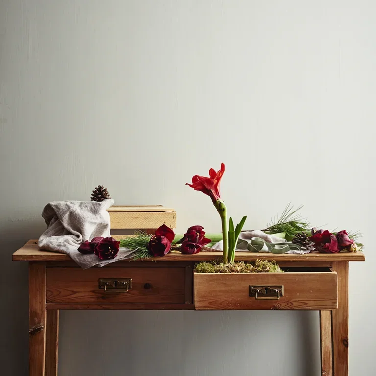 Get the amaryllis to bloom whenever you want