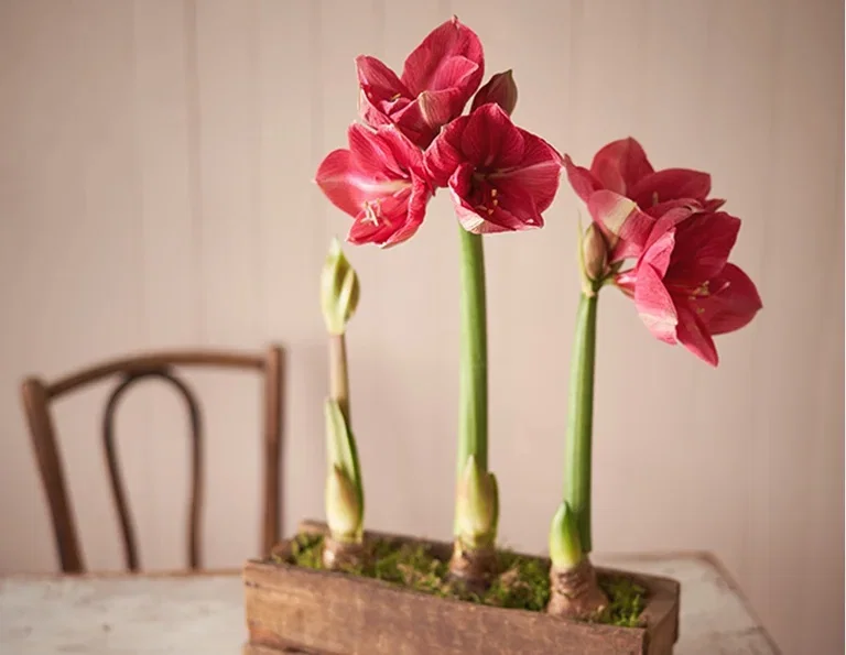 Get the amaryllis to bloom whenever you want