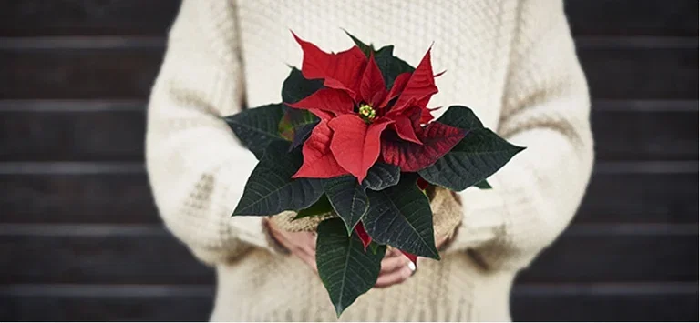 Christmas plants as gifts