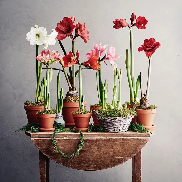 Give new life to Christmas flowers – repot or plant outdoors