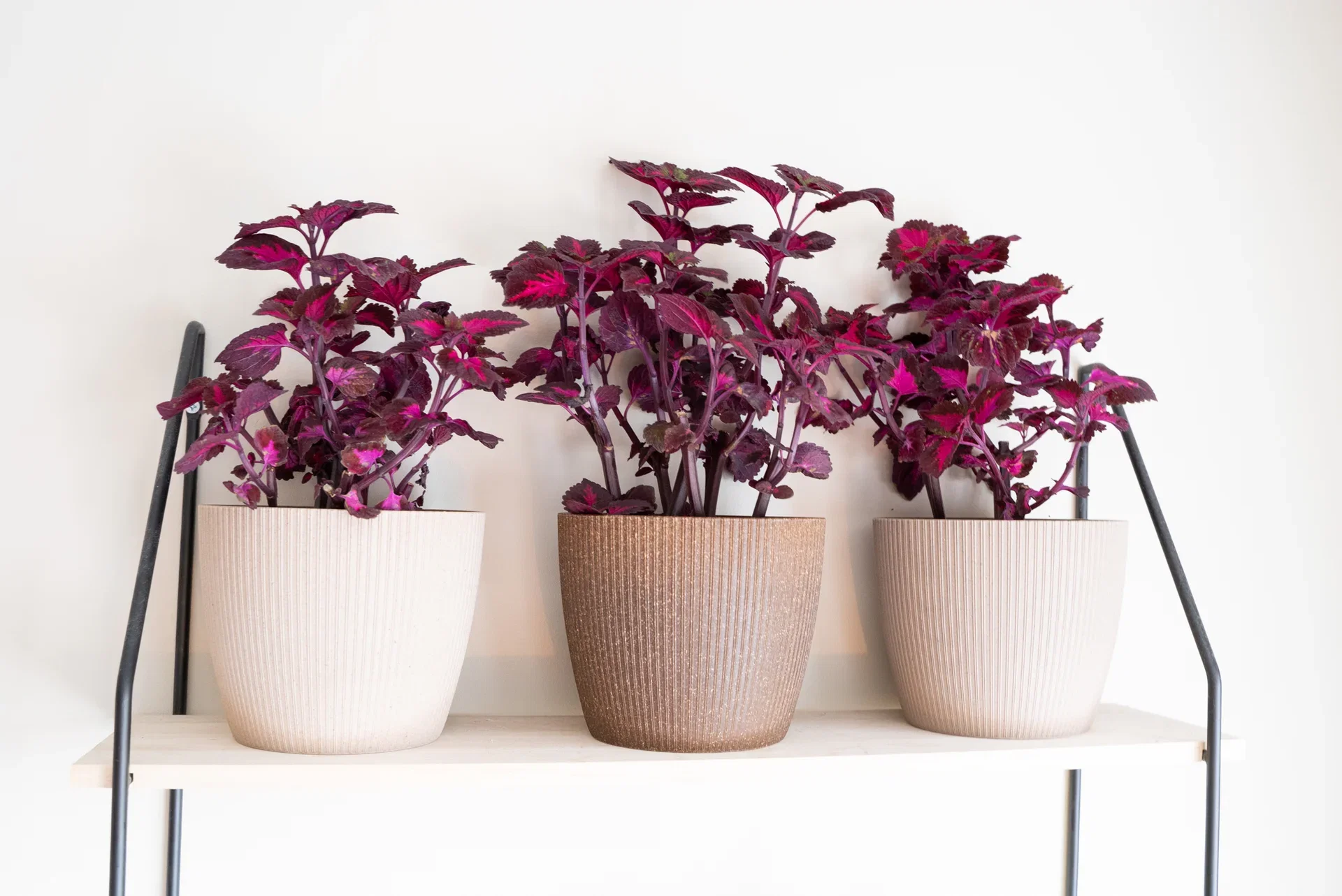 Coleus - facts and advice about care