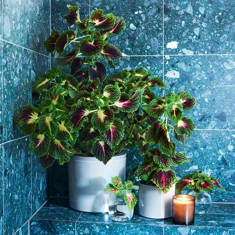 Coleus - facts and advice about care
