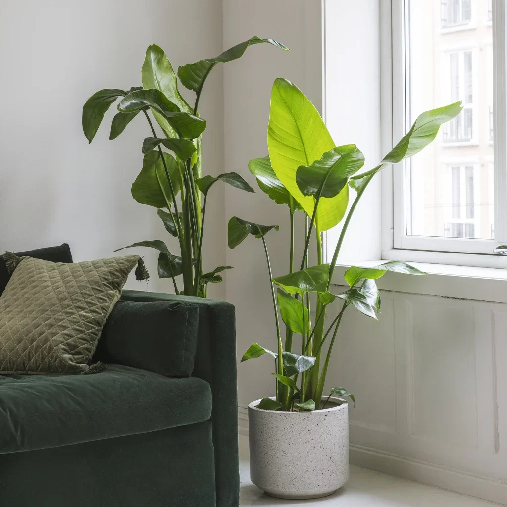 Guide: Plants for rooms of all sizes