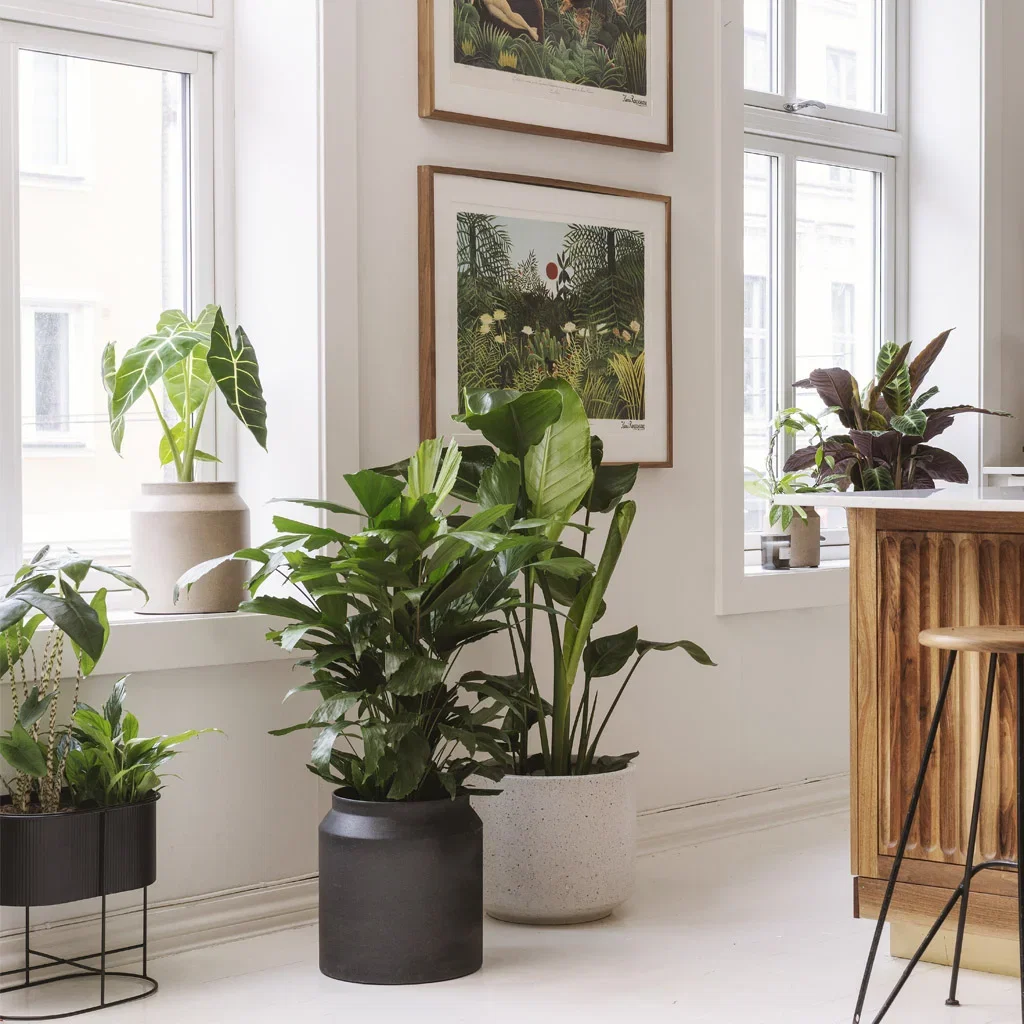 Guide: Plants for rooms of all sizes