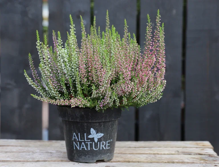 Heather - planting and maintenance