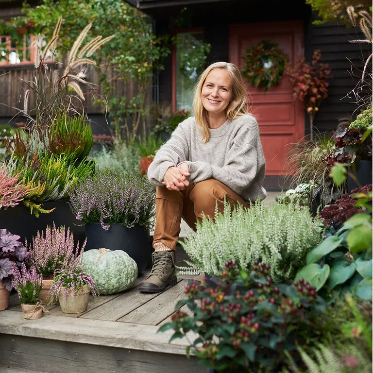 Heather - planting and maintenance