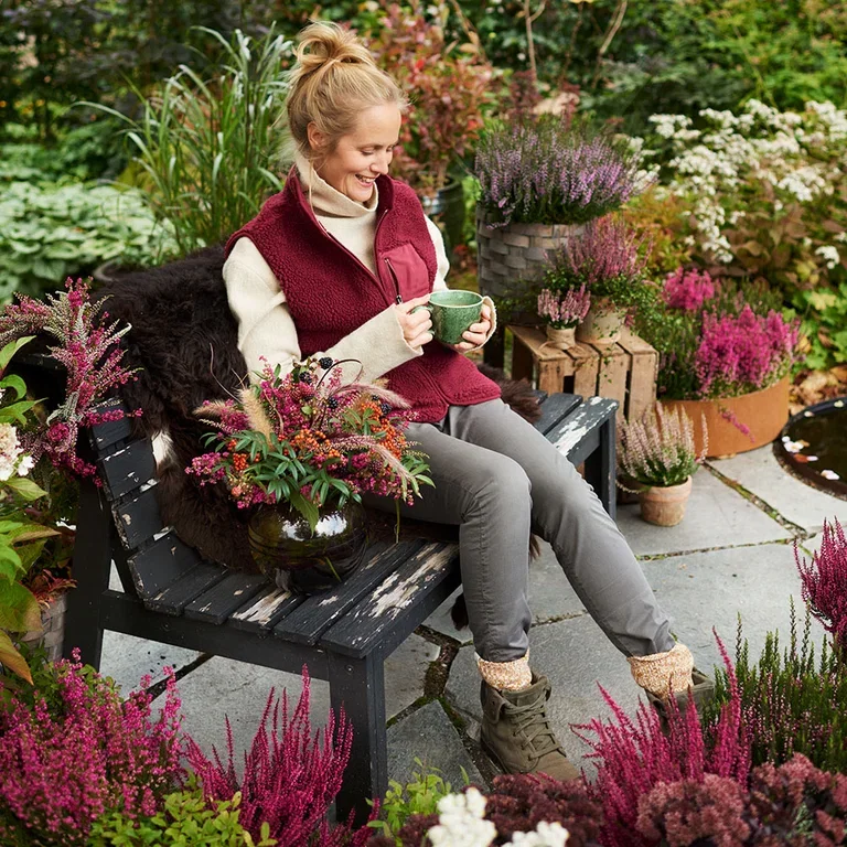 Heather - planting and maintenance