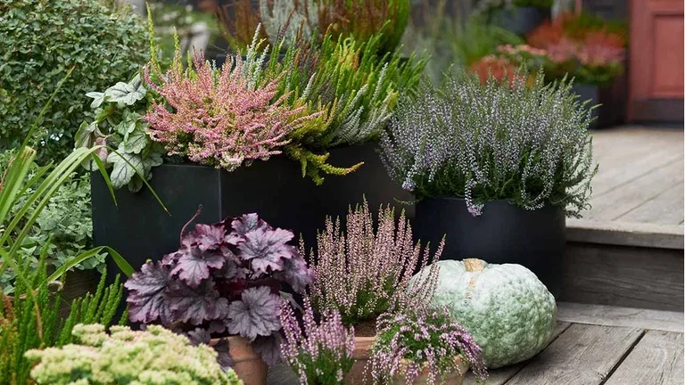 Heather - planting and maintenance
