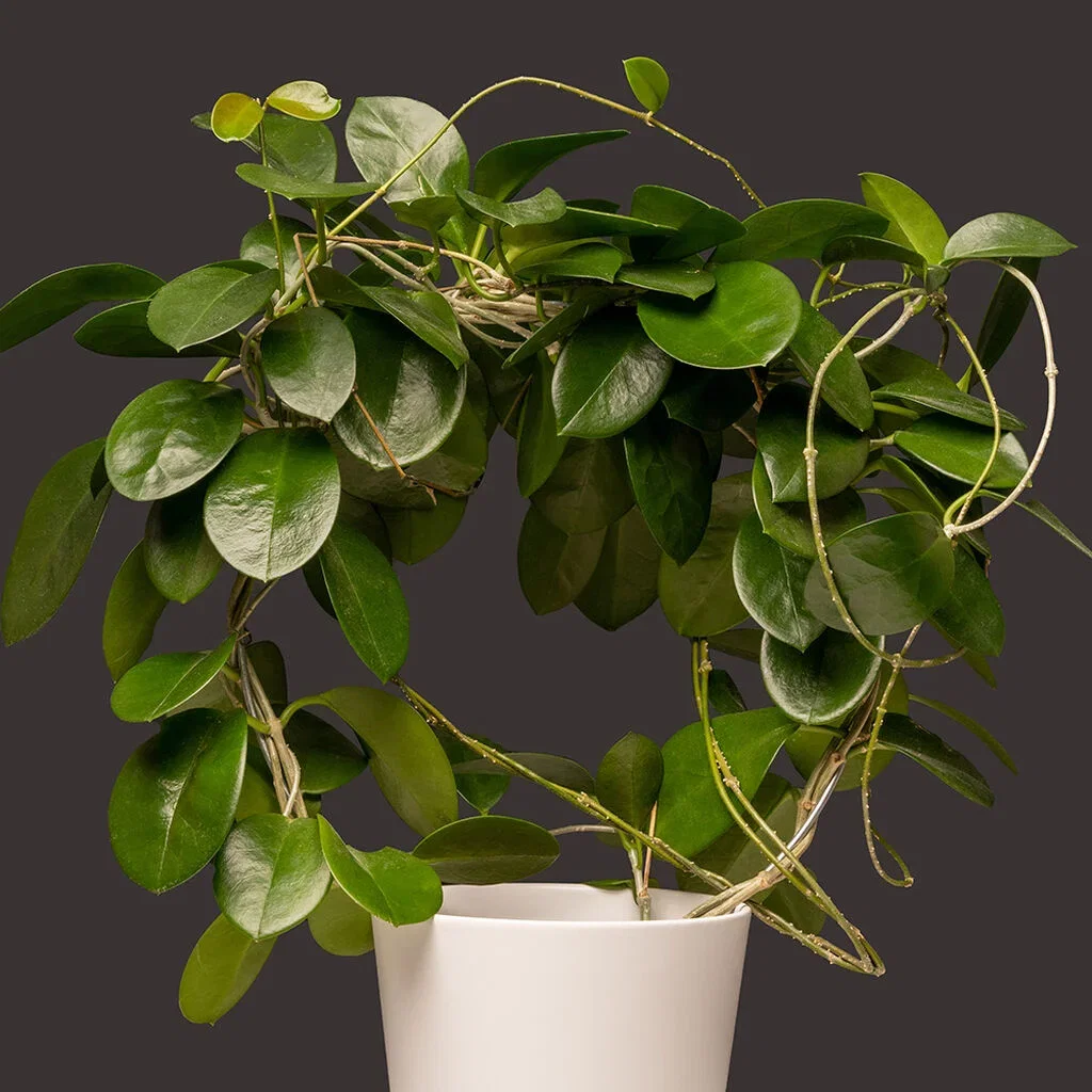 Hoya