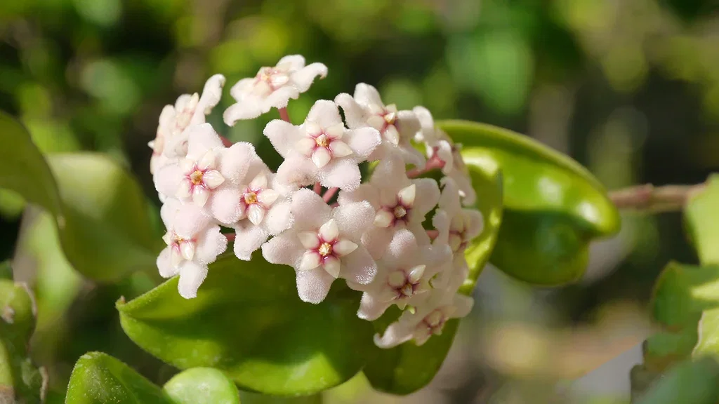 Hoya