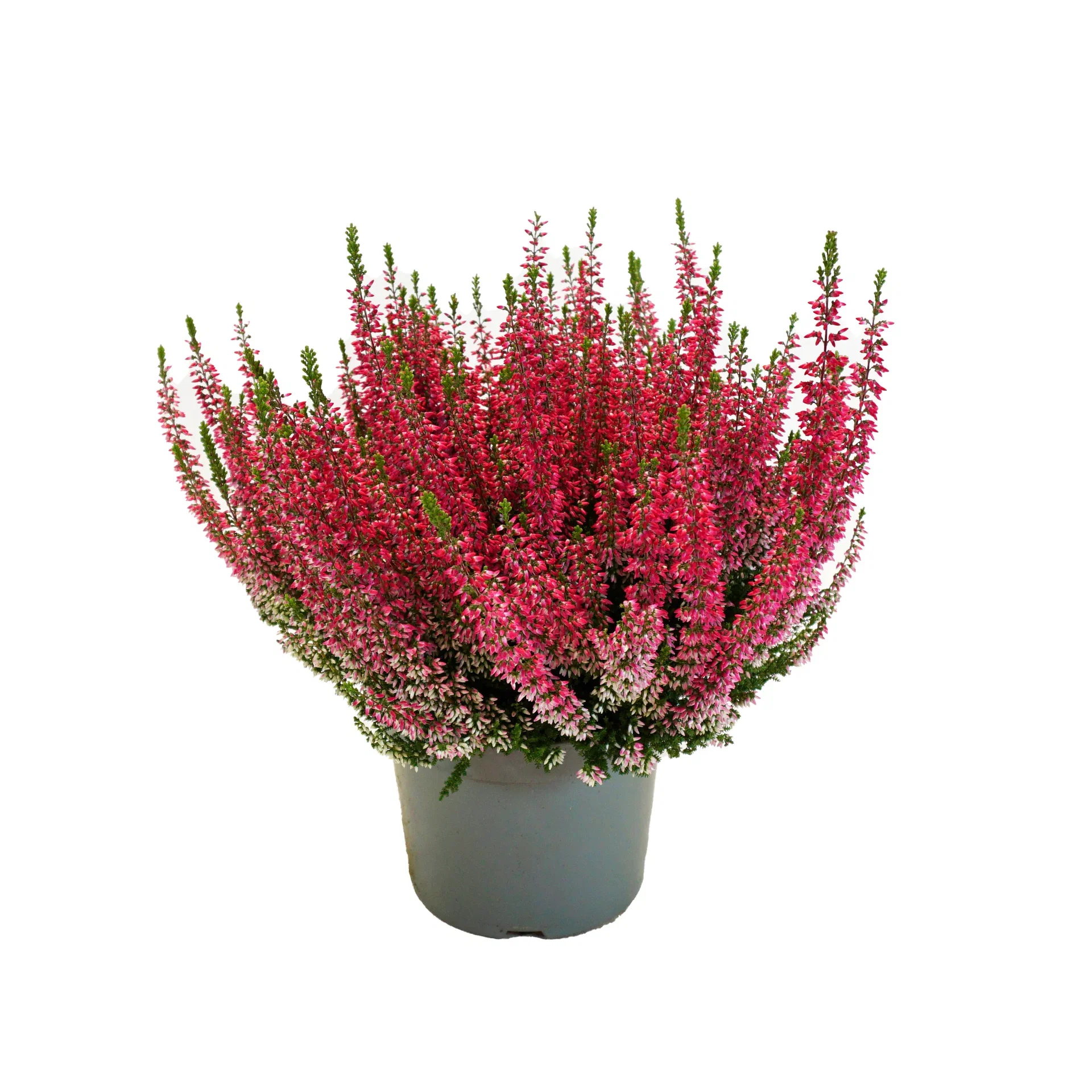 Calluna Ljungväxt 17 cm