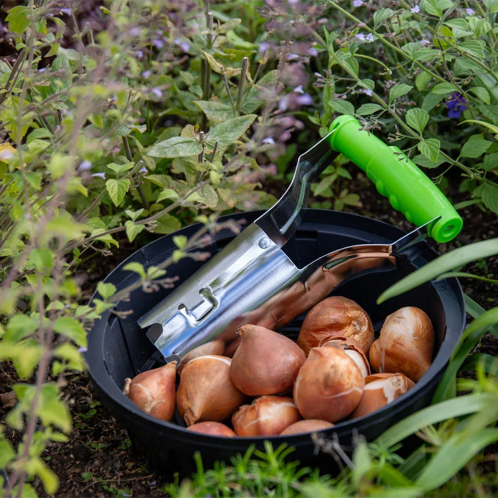 Vårblommande lökar – så här gör du
