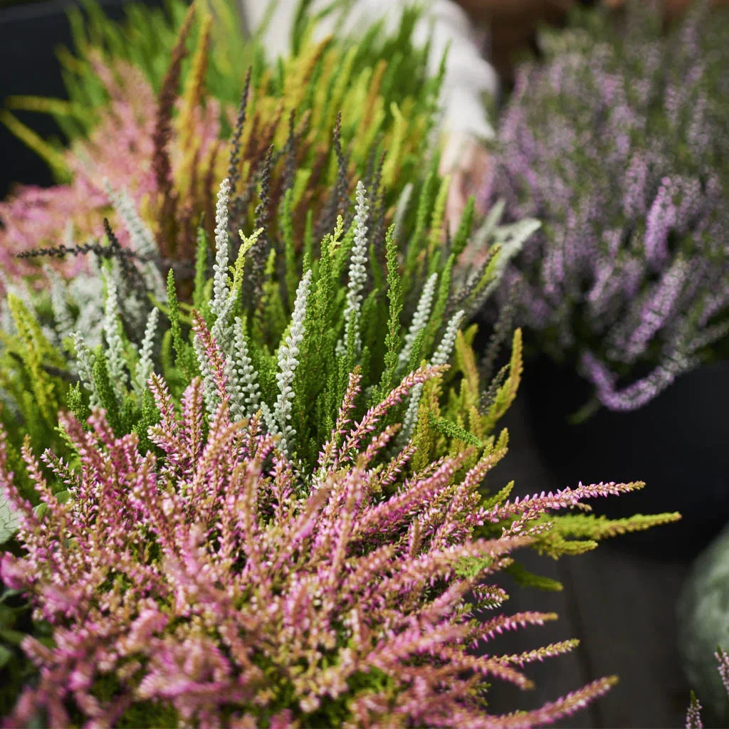 This is the plant that ensures a fresh and exciting entrance area this fall