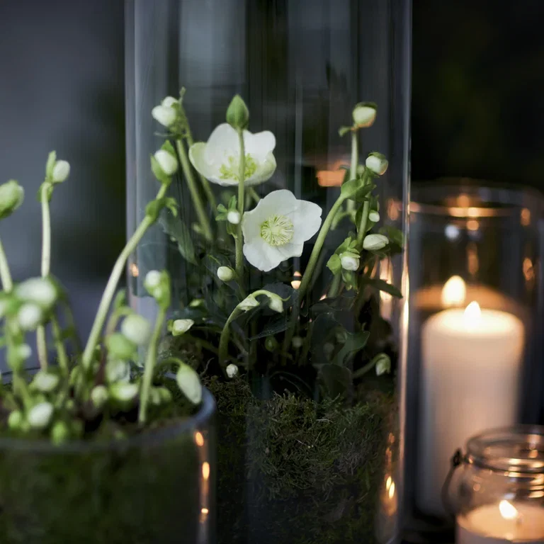 Helleborus- facts and advice on care