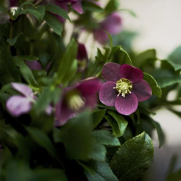 Helleborus- facts and advice on care