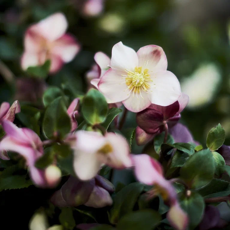 Helleborus- facts and advice on care