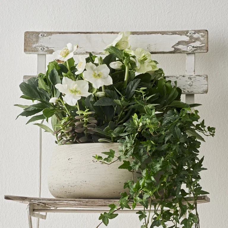 Helleborus- facts and advice on care