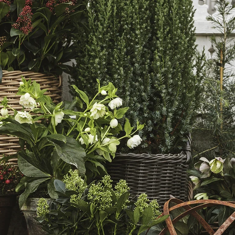 Helleborus- facts and advice on care