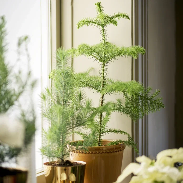 Norfolk Island Pine - facts and care tips