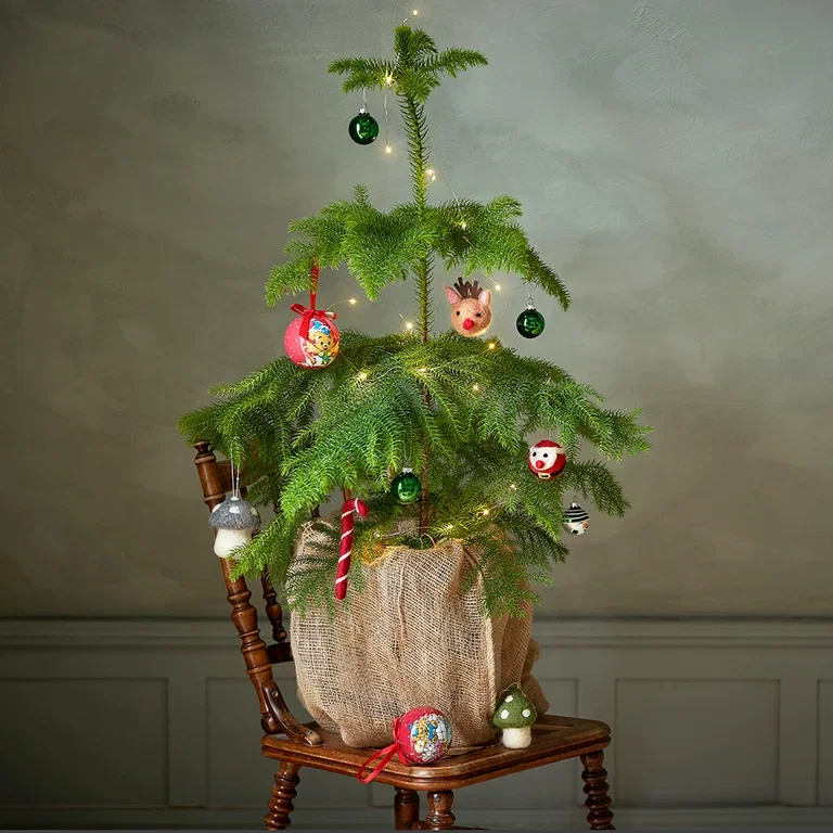Norfolk Island Pine - facts and care tips