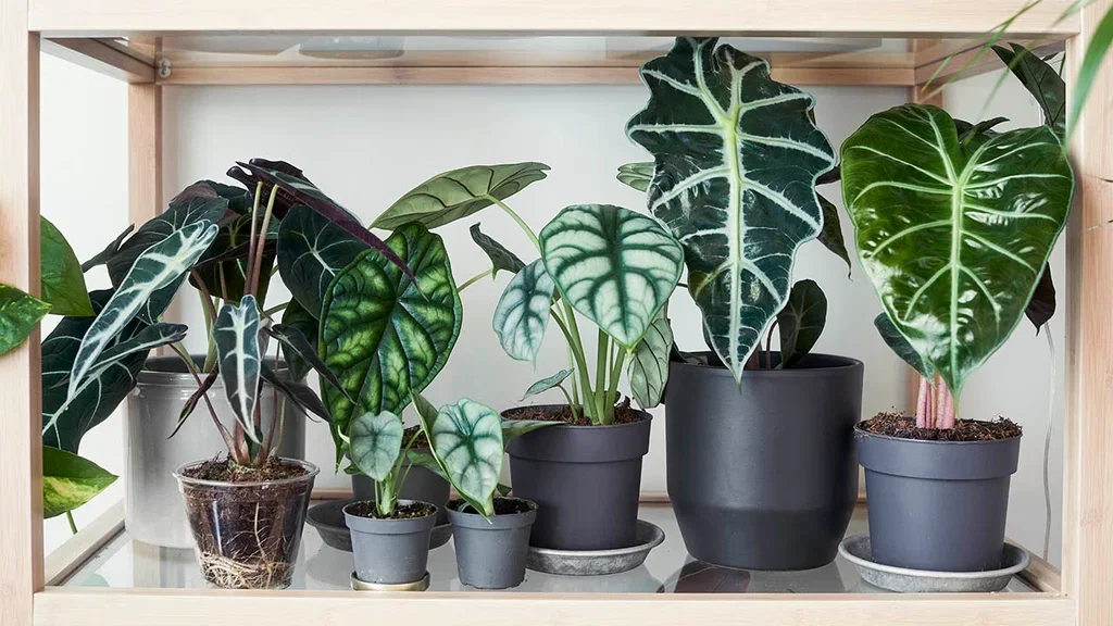 Alocasia - facts and tips on care