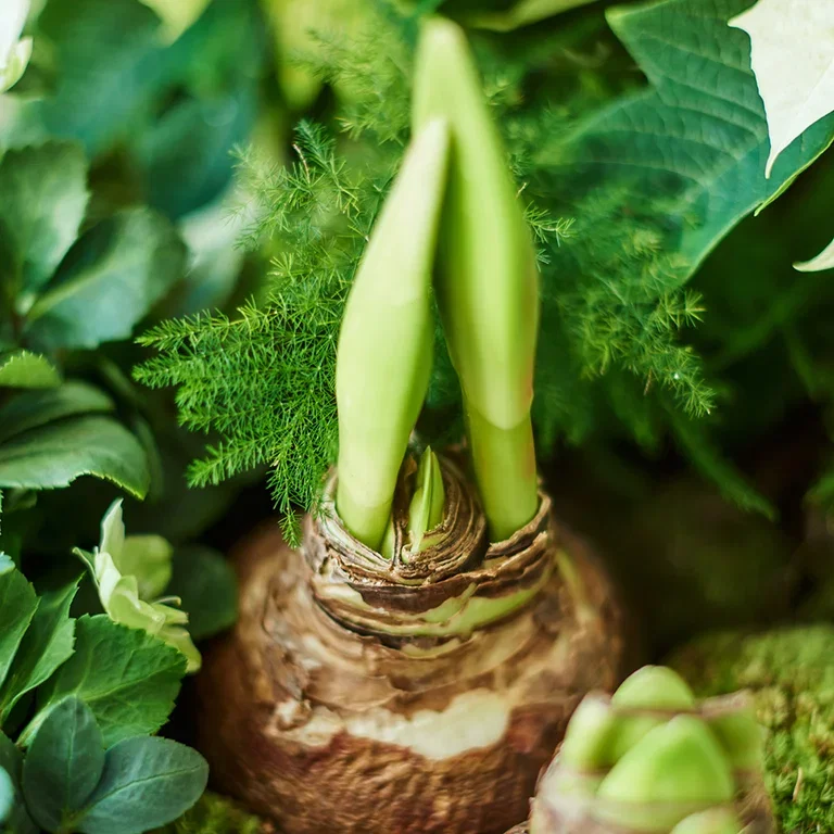 Amaryllis - Facts and care instructions
