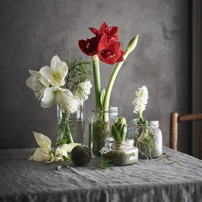 Amaryllis - Facts and care instructions
