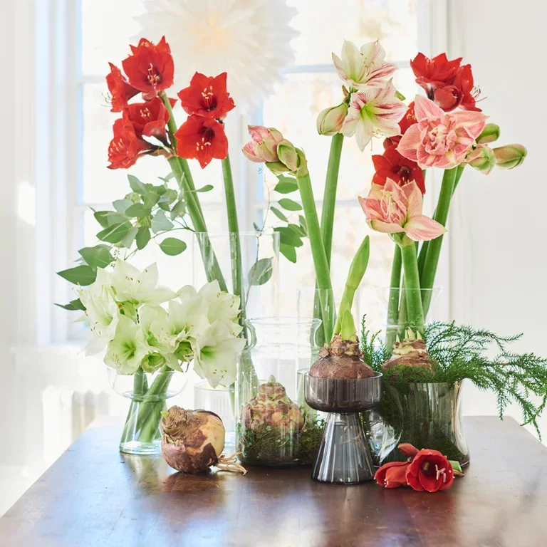 Amaryllis - Facts and care instructions