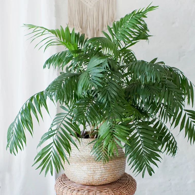 Areca palm
