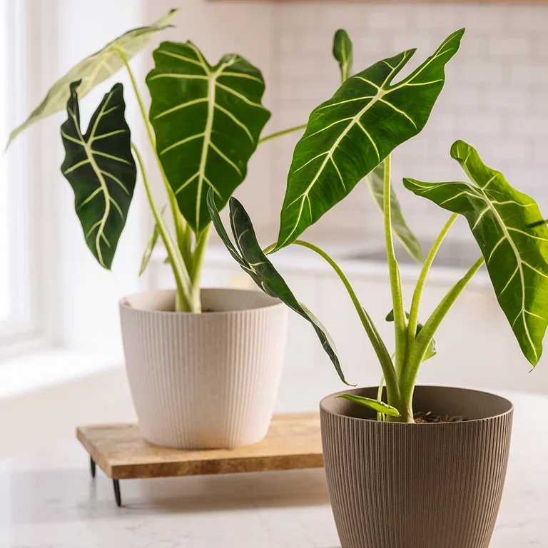 Alocasia - facts and tips on care