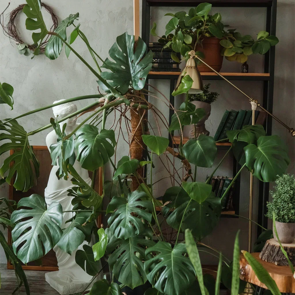 Redecorate your home with plants