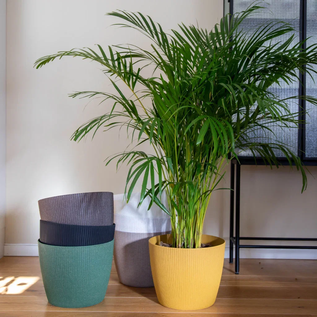 LC: Dypsis lutescens and Lisse pot