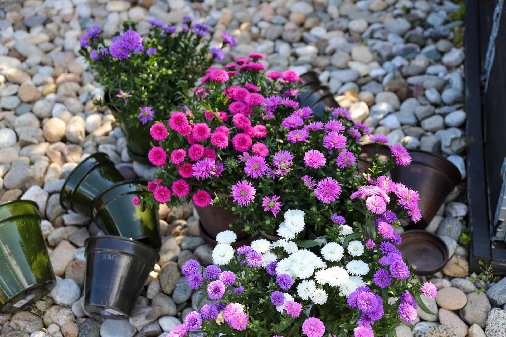 Aster – plantering och skötsel