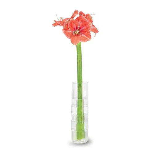 Amaryllis Salmon