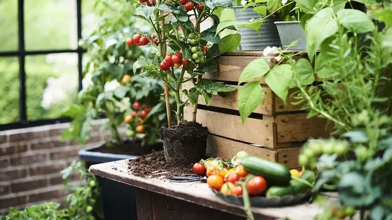 Odla italienska grönsaker