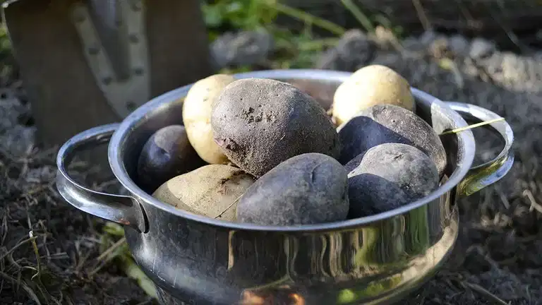 4 grönsaker du kan odla för att bli självförsörjande