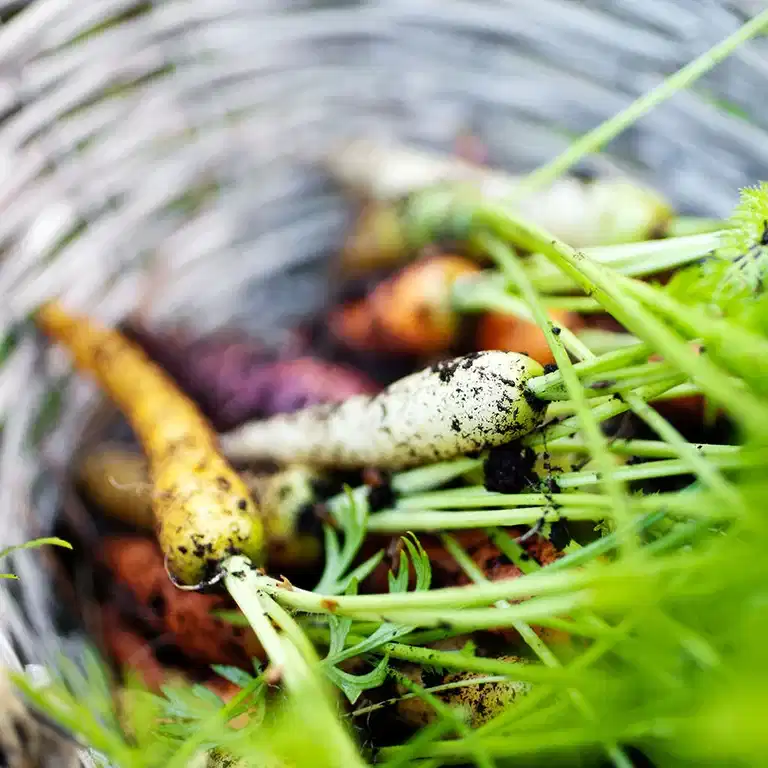 Grönsaksodling – så lyckas du