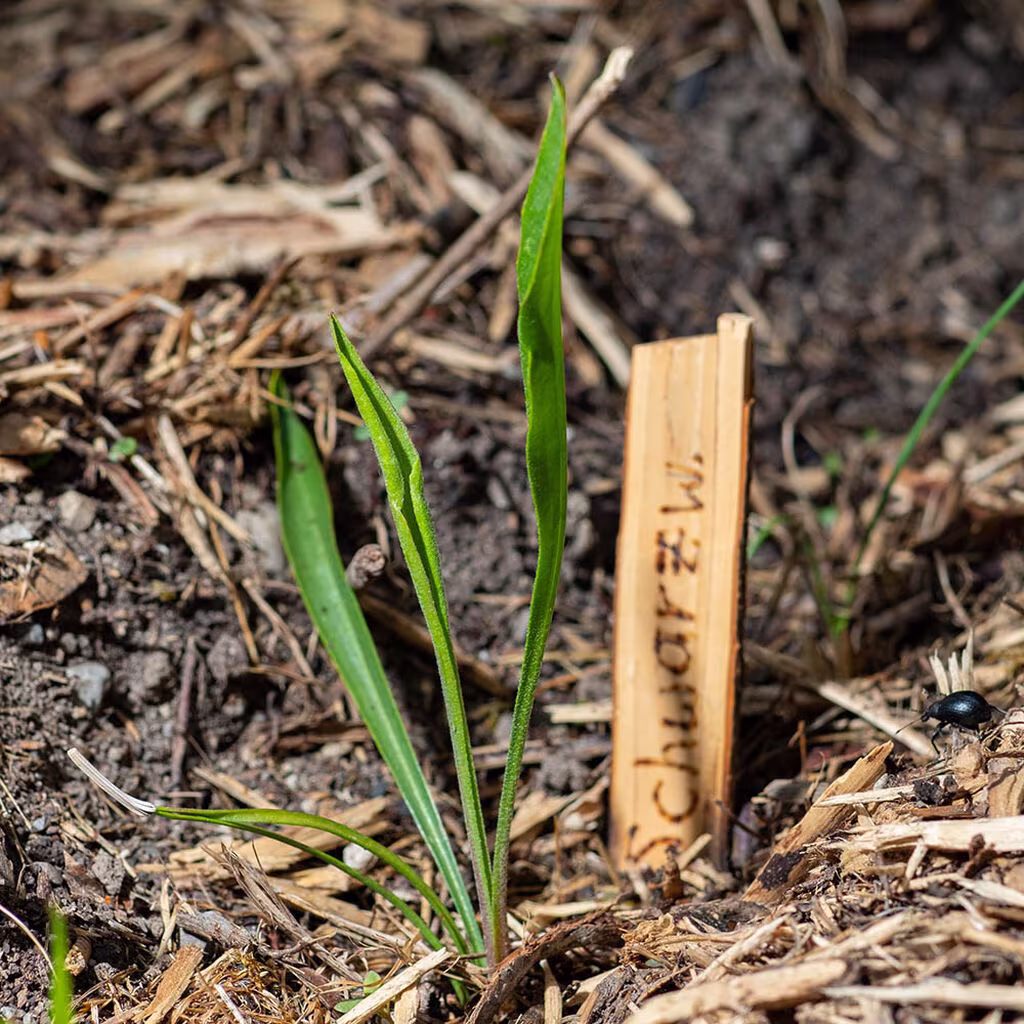 Så grönsaker direkt utomhus - året om
