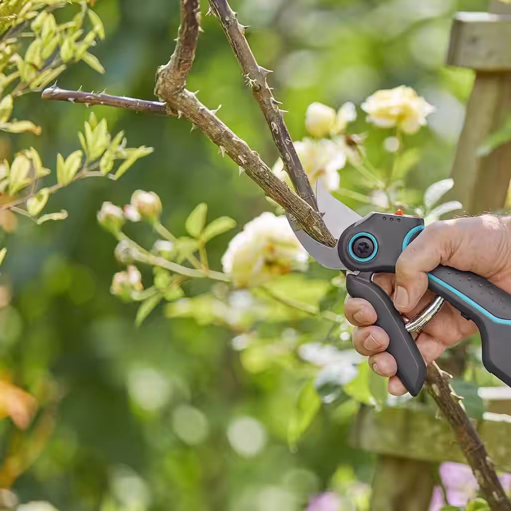 JAS - den bästa tiden för beskärning