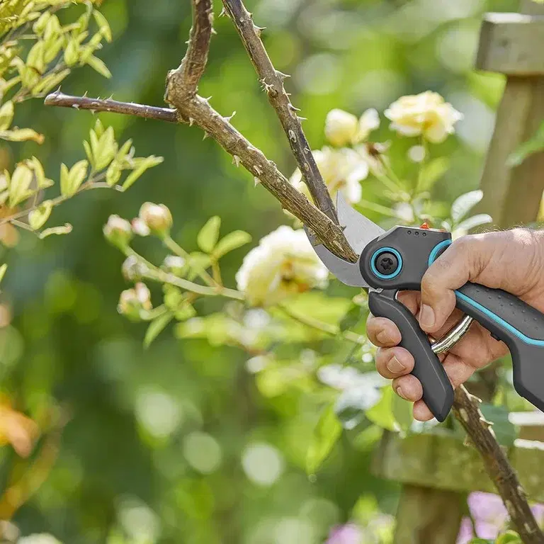 JAS – bästa beskärningstiden
